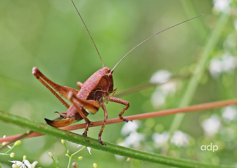 Dark Bush Cricket, Pholidoptera griseoaptera, female, Alan Prowse - IMG_5017tqsw800c DaBuCrNyPL.jpg IMG_5017tqsw800c DaBuCrNyPL.jpg